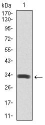 Figure 1: Western blot analysis using SPIB mAb against human SPIB recombinant protein. (Expected MW is 32 kDa)