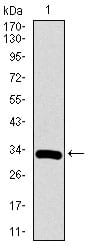 Figure 1: Western blot analysis using RUNX3 mAb against human RUNX3 recombinant protein. (Expected MW is 33 kDa)