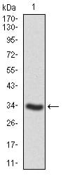 Figure 1: Western blot analysis using PTPN11 mAb against human PTPN11 recombinant protein. (Expected MW is 33.4 kDa)