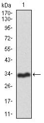 Figure 1: Western blot analysis using RAG1 mAb against human RAG1 recombinant protein. (Expected MW is 31.6 kDa)