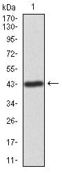Figure 1: Western blot analysis using ILK mAb against human ILK recombinant protein. (Expected MW is 42.7 kDa)