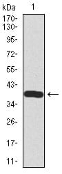 Figure 1: Western blot analysis using SST mAb against human SST recombinant protein. (Expected MW is 38.2 kDa)