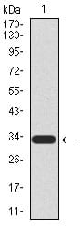 Figure 1: Western blot analysis using UTF1 mAb against human UTF1 recombinant protein. (Expected MW is 32.8 kDa)