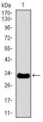 Figure 1: Western blot analysis using NEFH mAb against human NEFH recombinant protein. (Expected MW is 31.2 kDa)