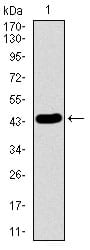 Figure 1: Western blot analysis using LMO2 mAb against human LMO2 recombinant protein. (Expected MW is 43.9 kDa)