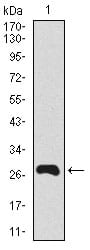 Figure 1: Western blot analysis using Splunc2 mAb against human Splunc2 recombinant protein. (Expected MW is 27.6 kDa)