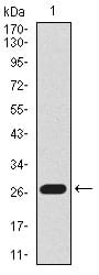 Figure 1: Western blot analysis using Lplunc1 mAb against mouse Lplunc1 recombinant protein. (Expected MW is 27.8 kDa)