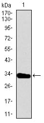 Figure 1: Western blot analysis using T mAb against human T recombinant protein. (Expected MW is 31.2 kDa)