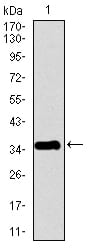 Figure 1: Western blot analysis using PPY mAb against human PPY recombinant protein. (Expected MW is 35.9 kDa)