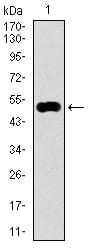 Figure 1: Western blot analysis using KEAP1 mAb against human KEAP1 recombinant protein. (Expected MW is 52.7 kDa)