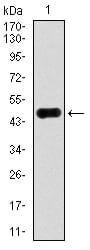 Figure 1: Western blot analysis using ACLY mAb against human ACLY recombinant protein. (Expected MW is 46.7 kDa)