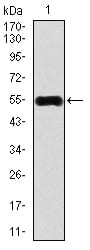 Figure 1: Western blot analysis using CAMK4 mAb against human CAMK4 recombinant protein. (Expected MW is 54.8 kDa)