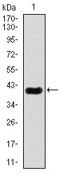 Figure 1: Western blot analysis using MEF2C mAb against human MEF2C recombinant protein. (Expected MW is 40 kDa)