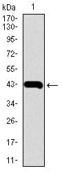 Figure 1: Western blot analysis using MMP2 mAb against human MMP2 recombinant protein. (Expected MW is 42.8 kDa)