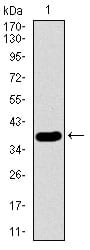 Figure 1: Western blot analysis using SFTPC mAb against human SFTPC recombinant protein. (Expected MW is 38.4 kDa)