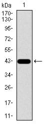 Figure 1: Western blot analysis using SPP1 mAb against human SPP1 recombinant protein. (Expected MW is 42.6 kDa)