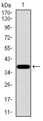 Figure 1: Western blot analysis using SLC2A4 mAb against human SLC2A4 recombinant protein. (Expected MW is 39.9 kDa)