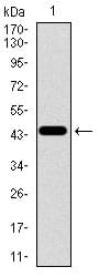 Figure 1: Western blot analysis using TGFBR3 mAb against human TGFBR3 recombinant protein. (Expected MW is 44.1 kDa)