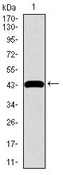 Figure 1: Western blot analysis using CHGA mAb against human CHGA recombinant protein. (Expected MW is 43.6 kDa)