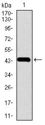 Figure 1: Western blot analysis using CHGA mAb against human CHGA recombinant protein. (Expected MW is 43.6 kDa)