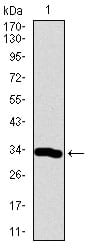 Figure 1: Western blot analysis using Neurod mAb against human Neurod recombinant protein. (Expected MW is 33.2 kDa)
