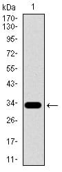Figure 1: Western blot analysis using SLC27A5 mAb against human SLC27A5 recombinant protein. (Expected MW is 32.9 kDa)