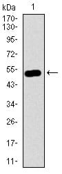 Figure 1: Western blot analysis using GNL3 mAb against human GNL3 recombinant protein. (Expected MW is 51.9 kDa)