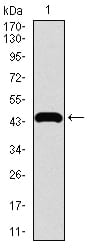 Figure 1: Western blot analysis using TRAFD1 mAb against human TRAFD1 recombinant protein. (Expected MW is 45 kDa)