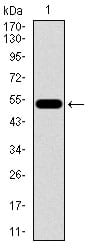 Figure 1: Western blot analysis using C17ORF53 mAb against human C17ORF53 recombinant protein. (Expected MW is 51.9 kDa)
