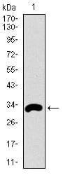Figure 1: Western blot analysis using FCER1A mAb against human FCER1A recombinant protein. (Expected MW is 32.5 kDa)
