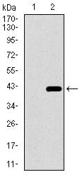 Figure 1: Western blot analysis using DNAL4 mAb against human DNAL4 recombinant protein. (Expected MW is 44.7 kDa)