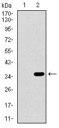 Figure 1: Western blot analysis using ALPI mAb against human ALPI recombinant protein. (Expected MW is 31.9 kDa)