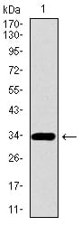 Figure 1: Western blot analysis using PAX3 mAb against human PAX3 recombinant protein. (Expected MW is 32.6 kDa)