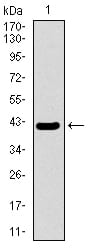 Figure 1: Western blot analysis using MRPL42 mAb against human MRPL42 recombinant protein. (Expected MW is 41.2 kDa)