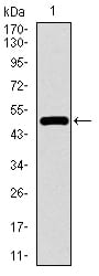 Figure 1: Western blot analysis using TP53BP1 mAb against human TP53BP1 recombinant protein. (Expected MW is 47.6 kDa)