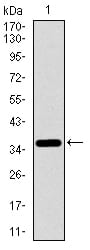 Figure 1: Western blot analysis using ITGA2B mAb against human ITGA2B recombinant protein. (Expected MW is 36.9 kDa)