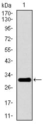 Figure 1: Western blot analysis using P2RY13 mAb against human P2RY13 recombinant protein. (Expected MW is 31.6 kDa)