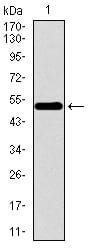 Figure 1: Western blot analysis using WDR66 mAb against human WDR66 recombinant protein. (Expected MW is 53.9 kDa)