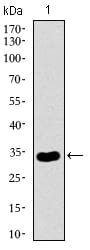 Figure 1: Western blot analysis using NRCAM mAb against human NRCAM recombinant protein. (Expected MW is 32.7 kDa)