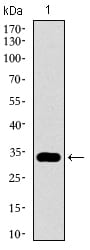 Figure 1: Western blot analysis using GATA6 mAb against human GATA6 recombinant protein. (Expected MW is 32.3 kDa)
