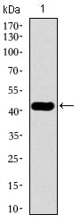 Figure 1: Western blot analysis using TUBB2A mAb against human TUBB2A recombinant protein. (Expected MW is 43.2 kDa)