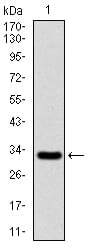 Figure 1: Western blot analysis using CSPG4 mAb against human CSPG4 recombinant protein. (Expected MW is 32.5 kDa)