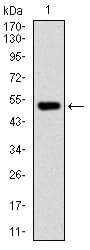 Figure 1: Western blot analysis using PHC1 mAb against human PHC1 recombinant protein. (Expected MW is 52.8 kDa)