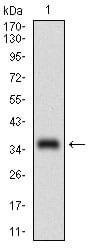 Figure 1: Western blot analysis using MCAM mAb against human MCAM recombinant protein. (Expected MW is 37.7 kDa)