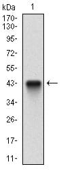 Figure 1: Western blot analysis using CFLAR mAb against human CFLAR recombinant protein. (Expected MW is 42.9 kDa)