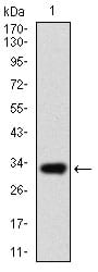 Figure 1: Western blot analysis using ABCG5 mAb against human ABCG5 recombinant protein. (Expected MW is 32.7 kDa)