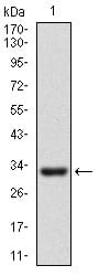Figure 1: Western blot analysis using CD24 mAb against human CD24 recombinant protein. (Expected MW is 32.1 kDa)