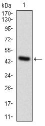 Figure 1: Western blot analysis using GPNMB mAb against human GPNMB recombinant protein. (Expected MW is 47.0 kDa)