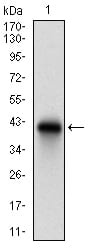 Figure 1: Western blot analysis using CD74 mAb against human CD74 recombinant protein. (Expected MW is 37.6 kDa)