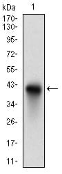 Figure 1: Western blot analysis using CD74 mAb against human CD74 recombinant protein. (Expected MW is 37.6 kDa)